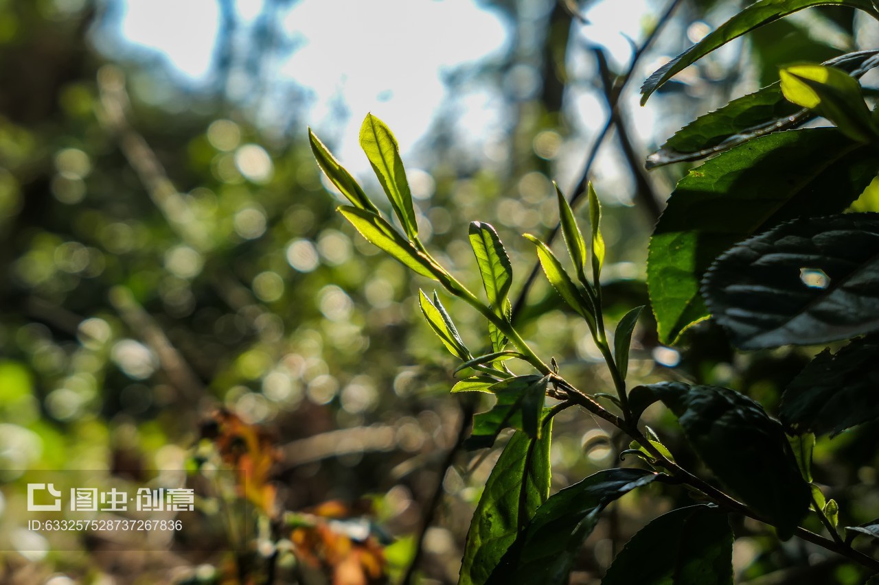 漏卧古树茶 珠江源头的稀世珍茗
