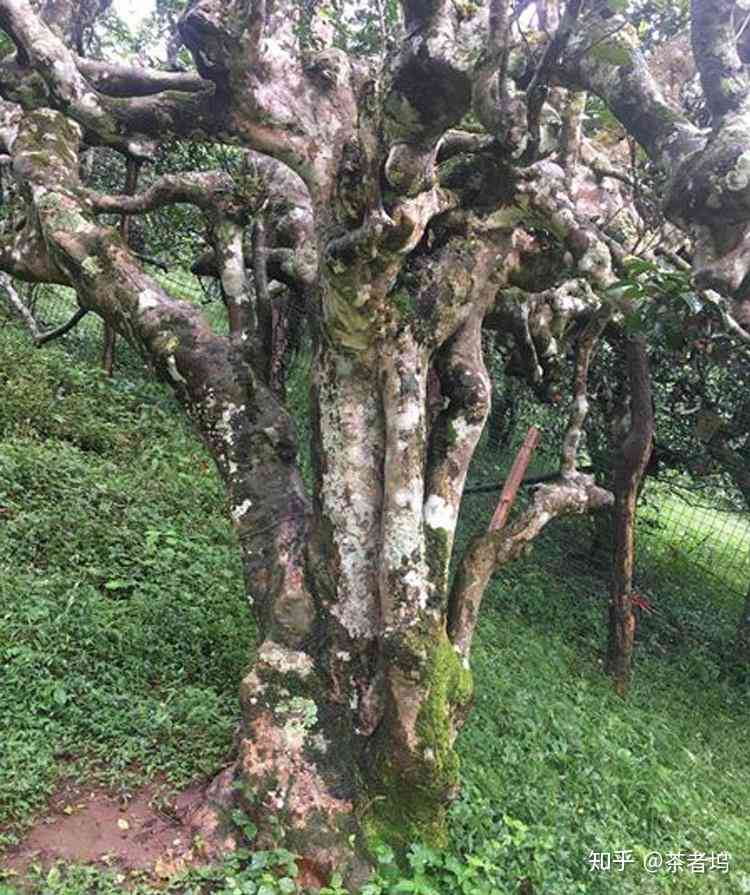 南糯山优质古树茶的批发价格与采购渠道深度探讨