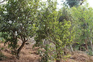 古树茶行业伪君子的盛宴之原料篇（上） 古树茶的泡沫与虚幻