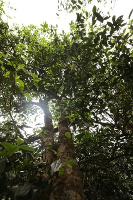 橄榄坡古树茶的特点 深山老林的茶中瑰宝