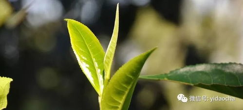 新品上市 一道茶古树茶，品味岁月沉淀的醇香